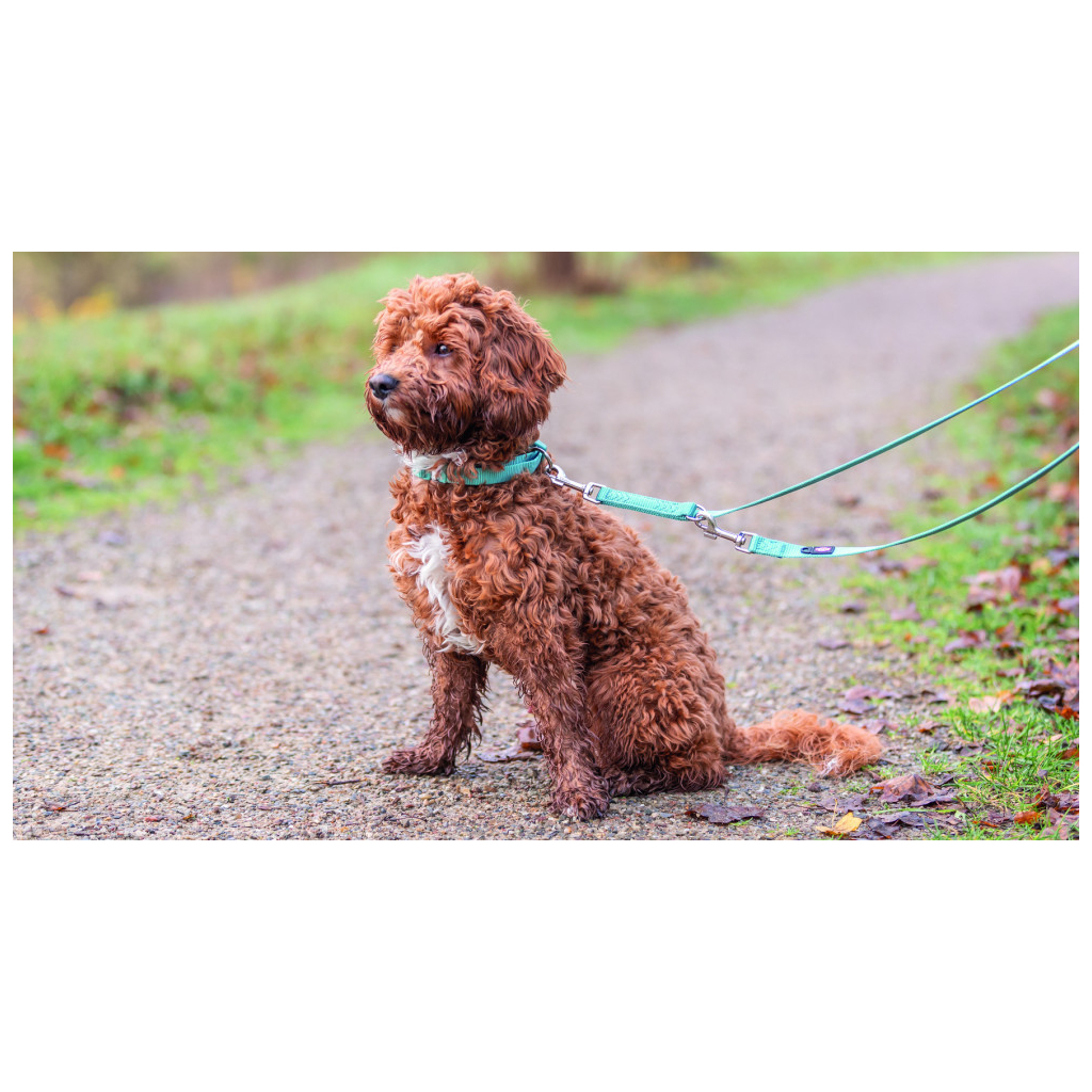 Нашийник для тварин Trixie Premium XXS-XS 15-25 см 10 мм аква (4053032670693) - зображення 3