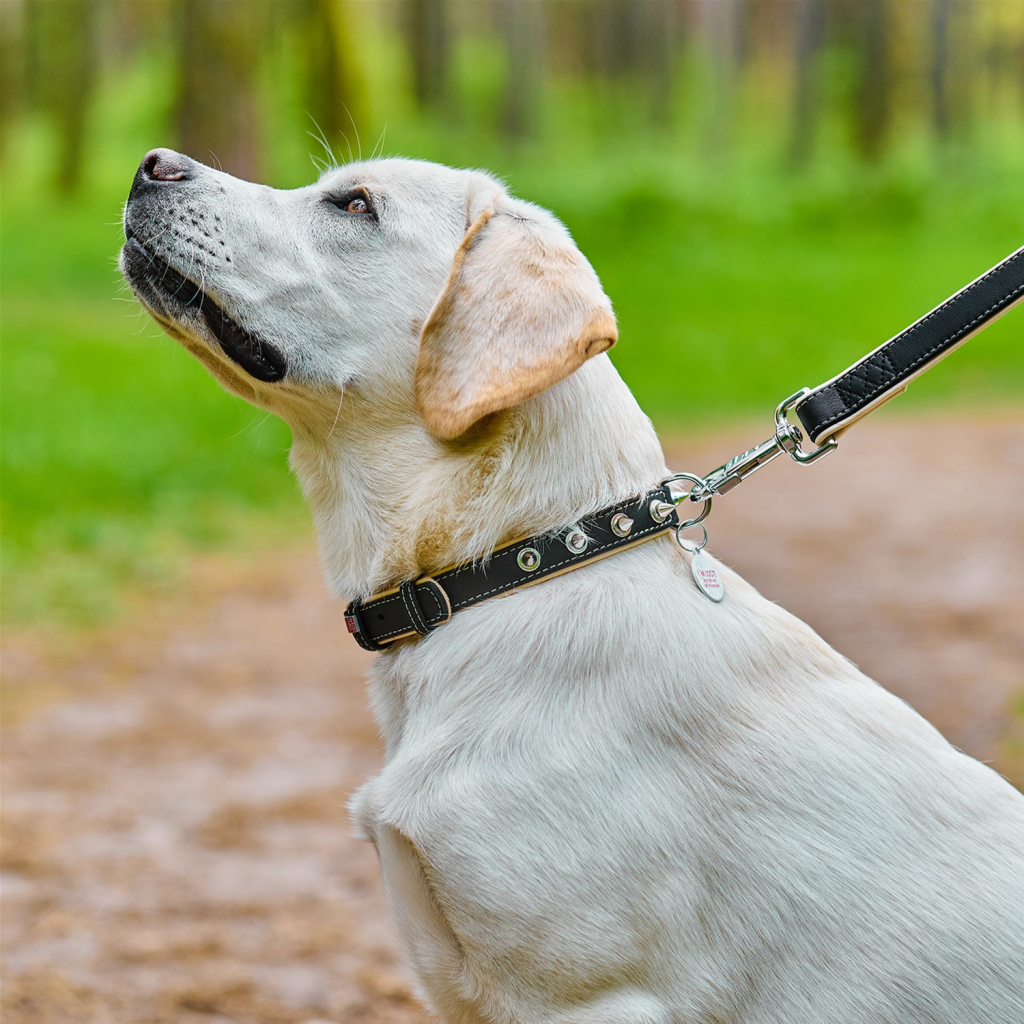 Нашийник для тварин WAUDOG Soft з QR паспортом з шипами Ш 20 мм Д 30-39 см чорний (7192) - зображення 4