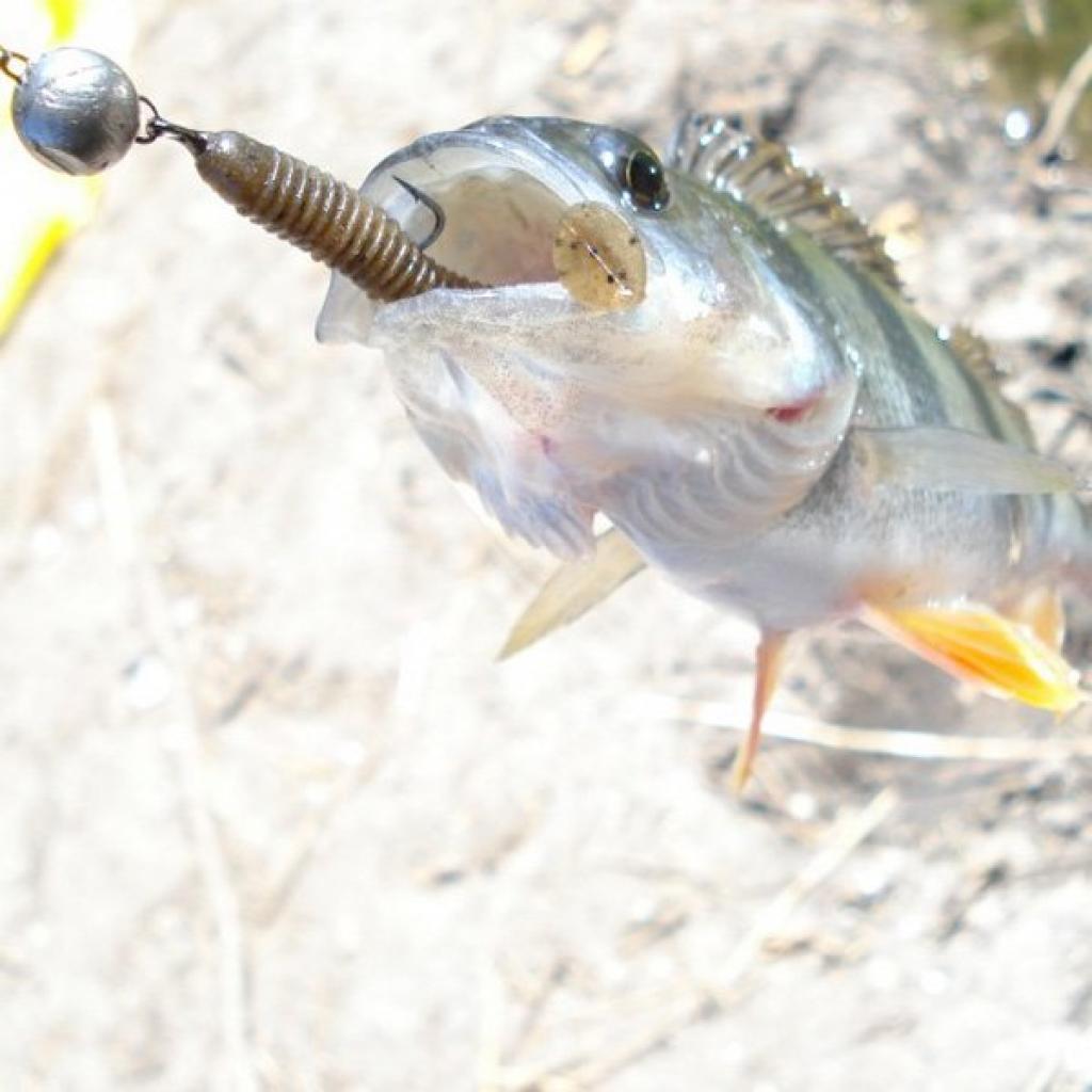 Силікон рибальський Keitech Swing Impact 2.5" (10 шт/упак) ц:101 green pumpkin pp. (1551.05.08) - зображення 2