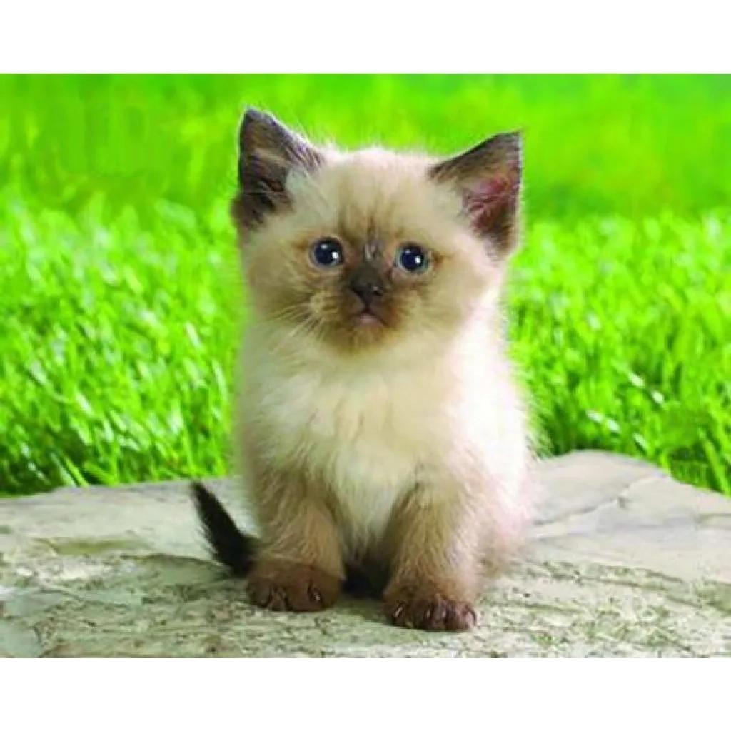 Килимок для мишки Pod Mishkou Сіамський котик - зображення 1