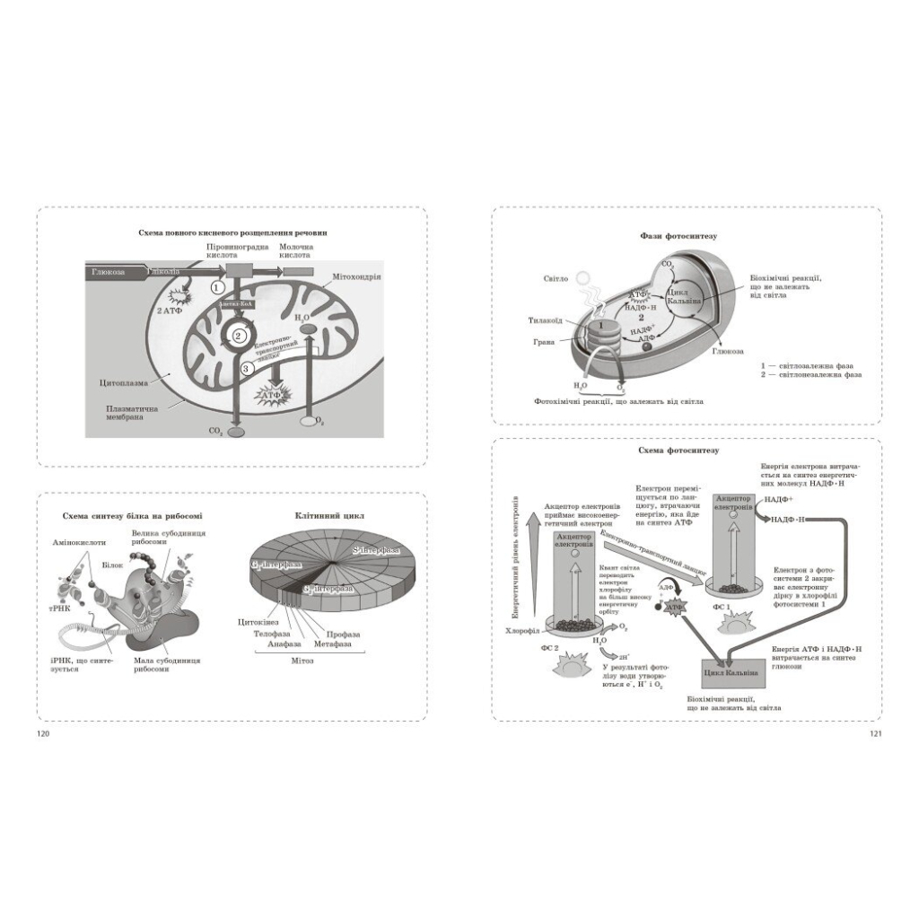 Робочий зошит НМТ 2026. Біологія. Для тестових робіт - О.В. Тагліна Ранок (9786170999269) - зображення 8