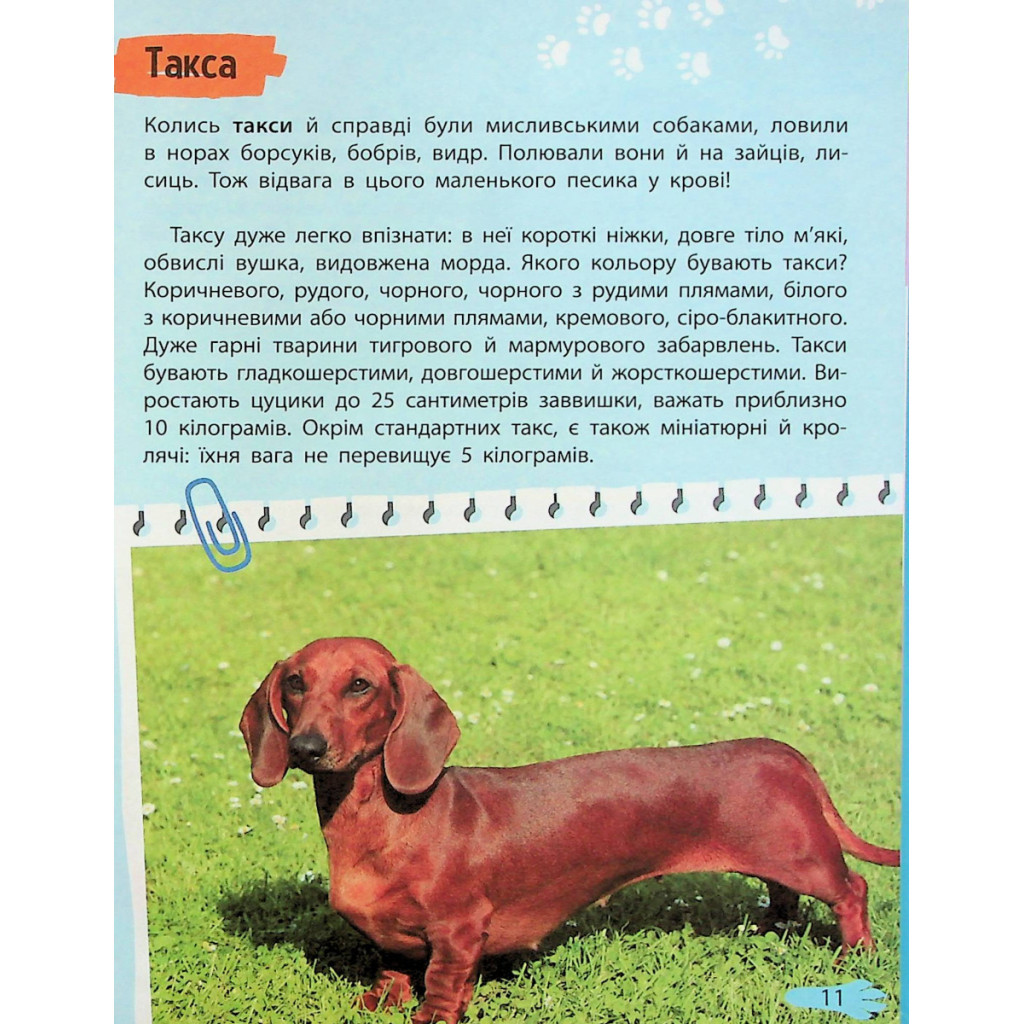 Книга Мініенциклопедія. Хатні улюбленці Vivat (9789669827241) - зображення 11