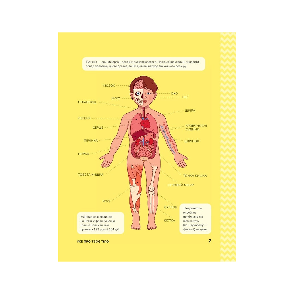 Книга Тіло людини. Розвивальні завдання для дітей - Кеті Стокс Vivat (9789669425218) - зображення 5