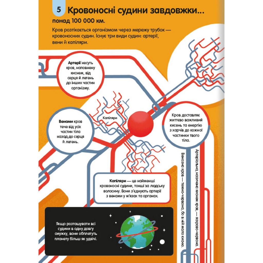 Книга 100 фактів про людське тіло #книголав (9786178012090) - зображення 9