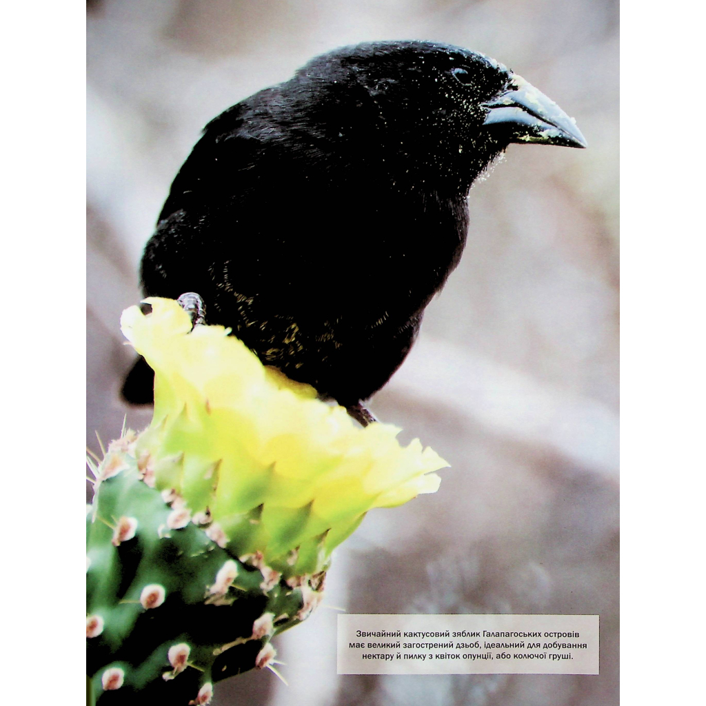 Книга Велика книга тварин - Клаудія Мартін Vivat (9786171704794) - зображення 10