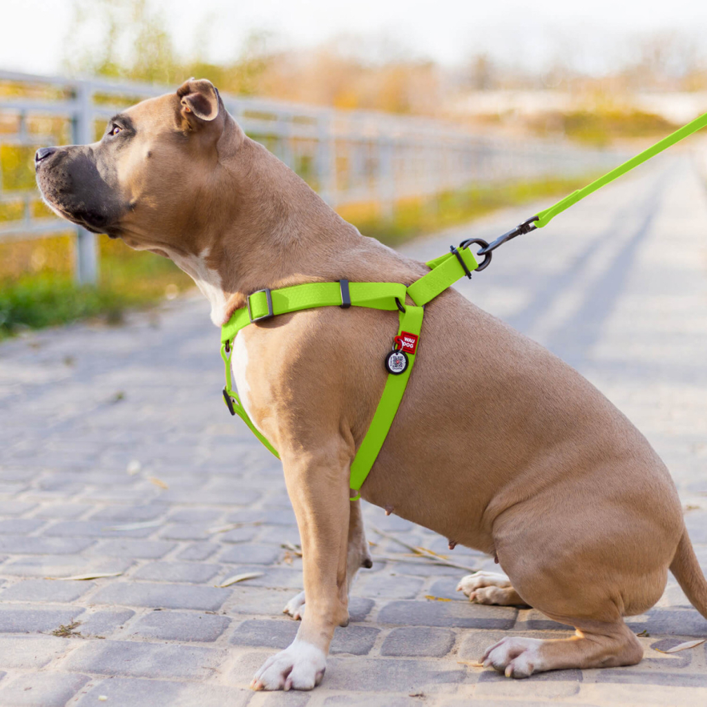 Шлея для собак WAUDOG Waterproof з QR-паспортом XS Ш 15 мм Д 30-39 см салатова (27635) - зображення 4