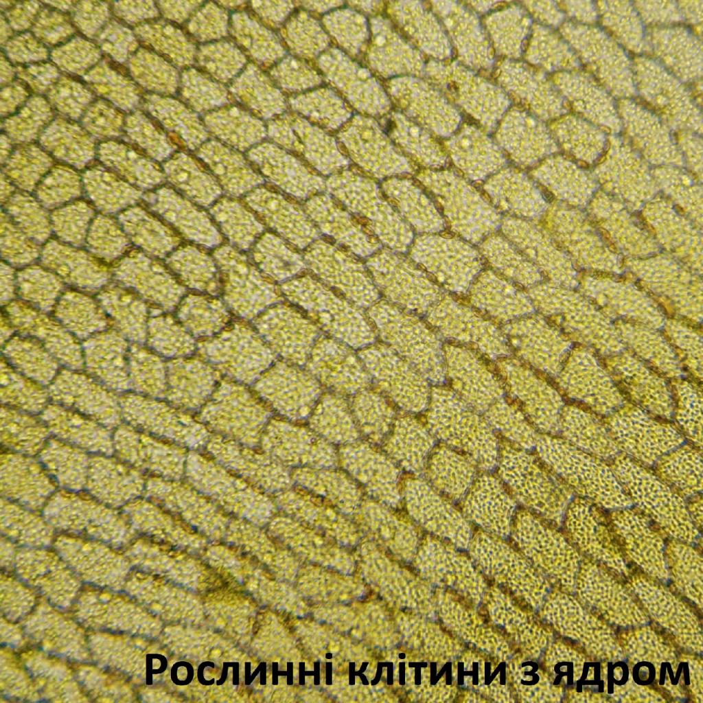 Мікроскоп Bresser Biolux LCD Touch 50x-2000x (5201020) (928558) - зображення 6