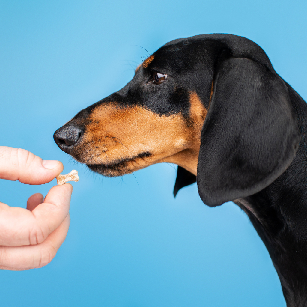 Вітаміни для собак ProVET Profiline Біотин комплекс для шерсті 100 табл (4823082431625) - изображение 3