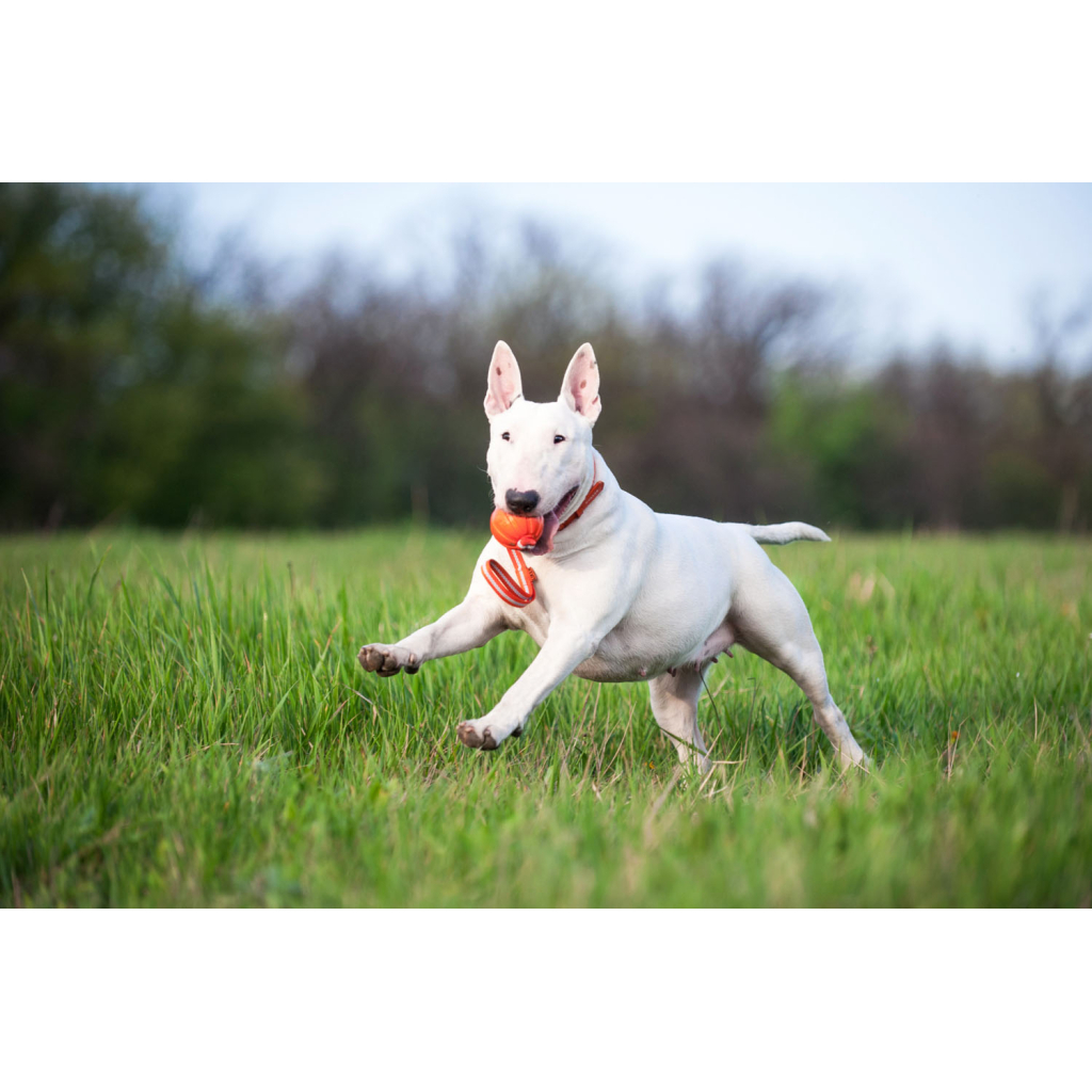 Іграшка для собак Liker Line М'ячик зі стрічкою 7 см (6287) - изображение 5