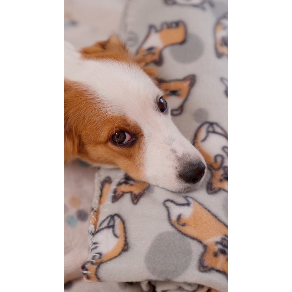 Плед Ardesto Fleece 100% поліестер 130x160см коргі (ART0713PB) - зображення 7