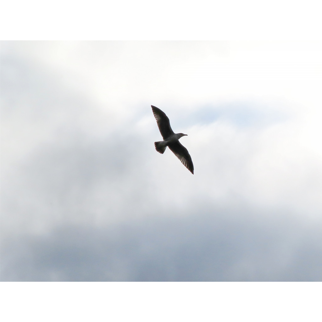 Цифровий фотоапарат Canon Powershot Zoom White kit (4838C014) - изображение 14