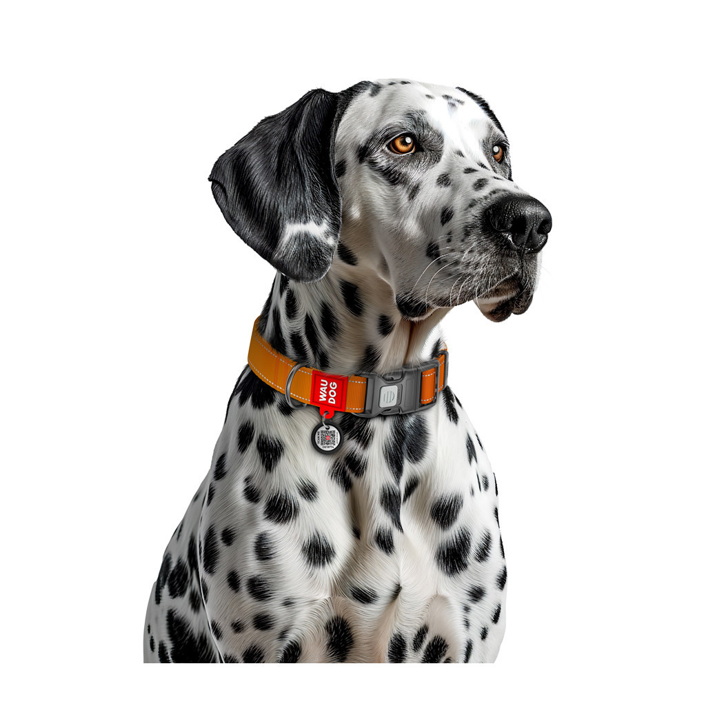 Нашийник для тварин WAUDOG Nylon Mono з QR паспортом, пластиковий фастекс L помаранчевий (52154) - зображення 4