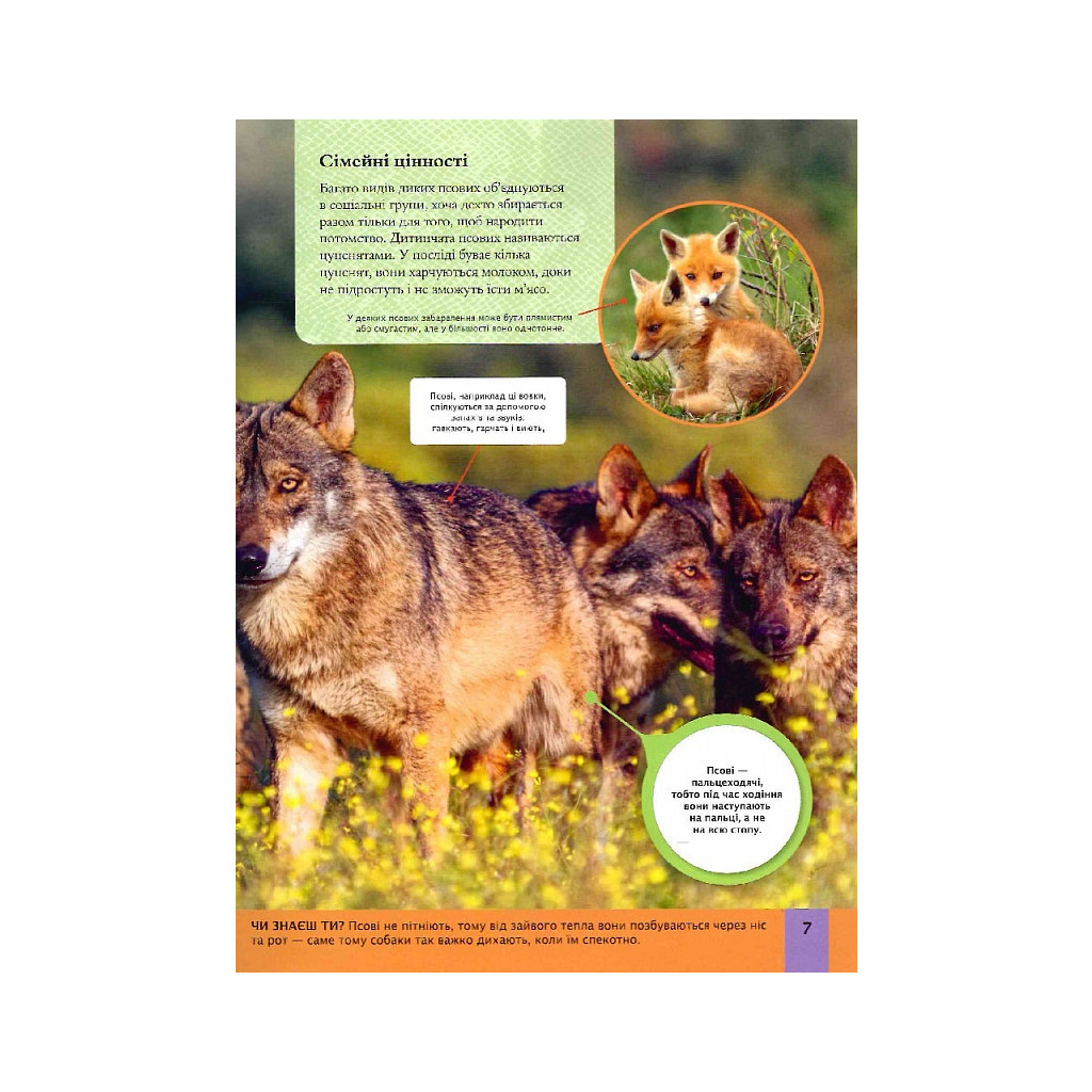 Книга Дитяча енциклопедія хижаків - Алекс Вульф, Клер Філіп Vivat (9789669828514) - зображення 7