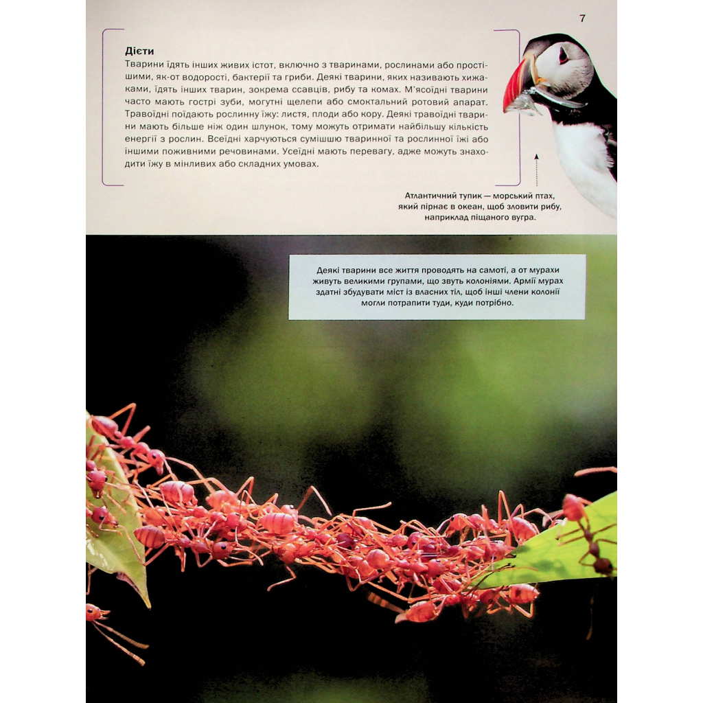 Книга Велика книга тварин - Клаудія Мартін Vivat (9786171704794) - зображення 7