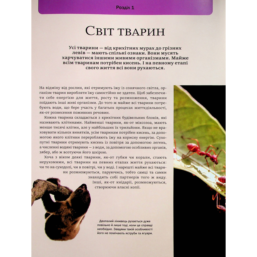 Книга Велика книга тварин - Клаудія Мартін Vivat (9786171704794) - зображення 6