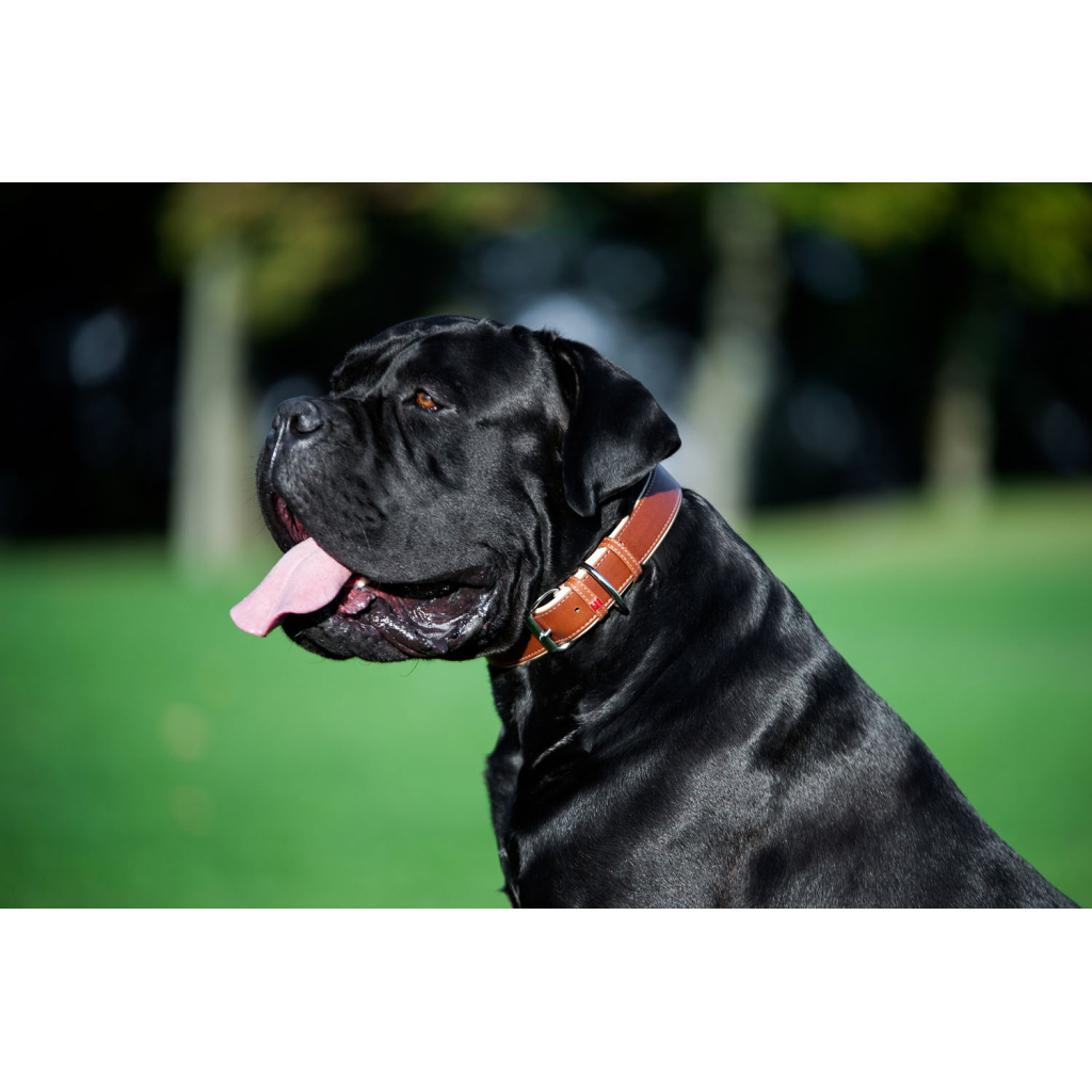 Нашийник для тварин WAUDOG Soft з QR паспортом M Ш 25 мм Д 38-49 см коричневий (7203) - изображение 9