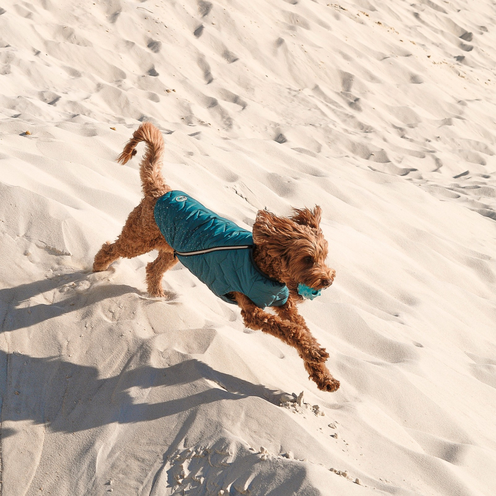 Жилет для тварин Pet Fashion E.Vest морська хвиля XS (4823082424115) - изображение 4