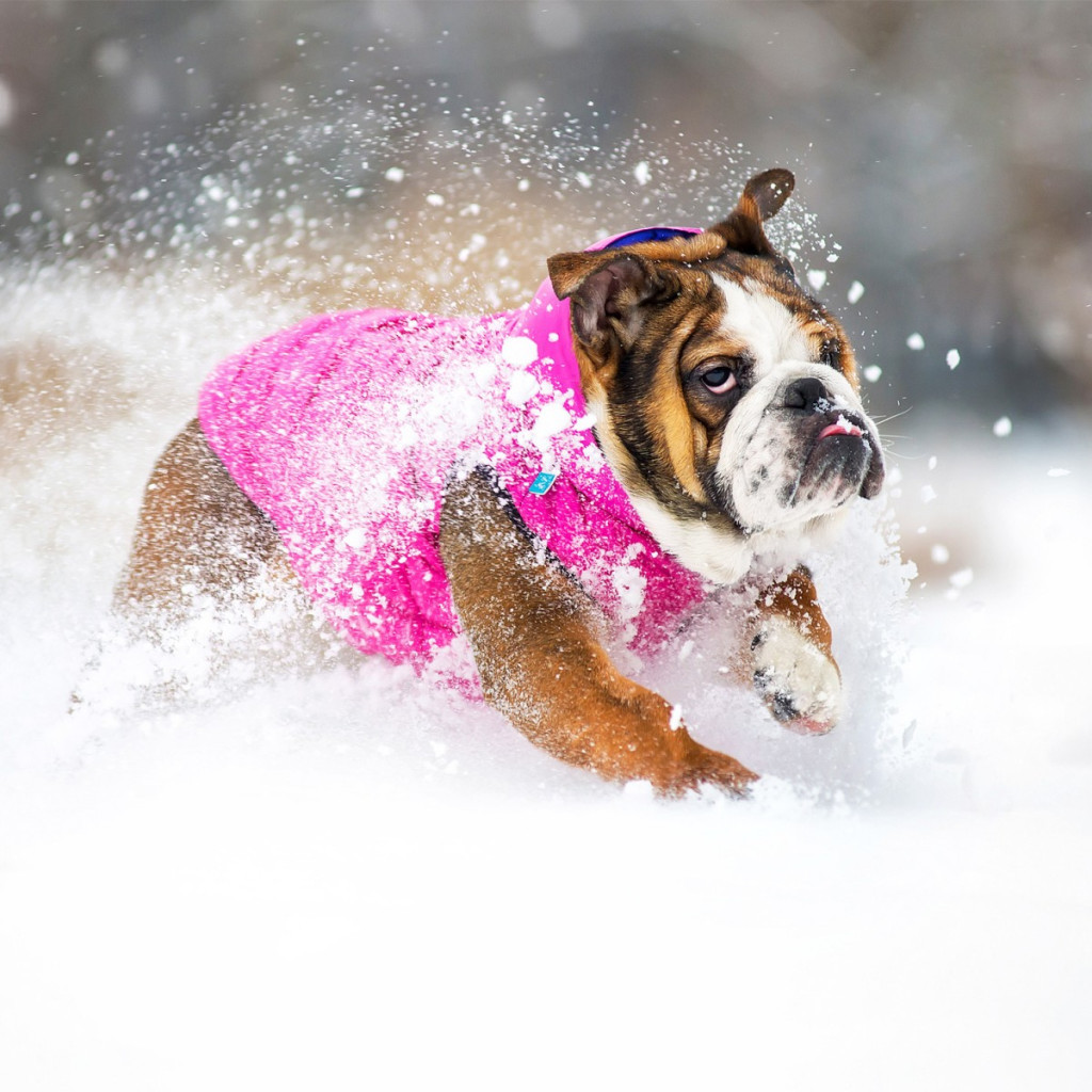 Курточка для тварин Airy Vest двостороння М 45 фіолетово-рожева (1578) - изображение 7