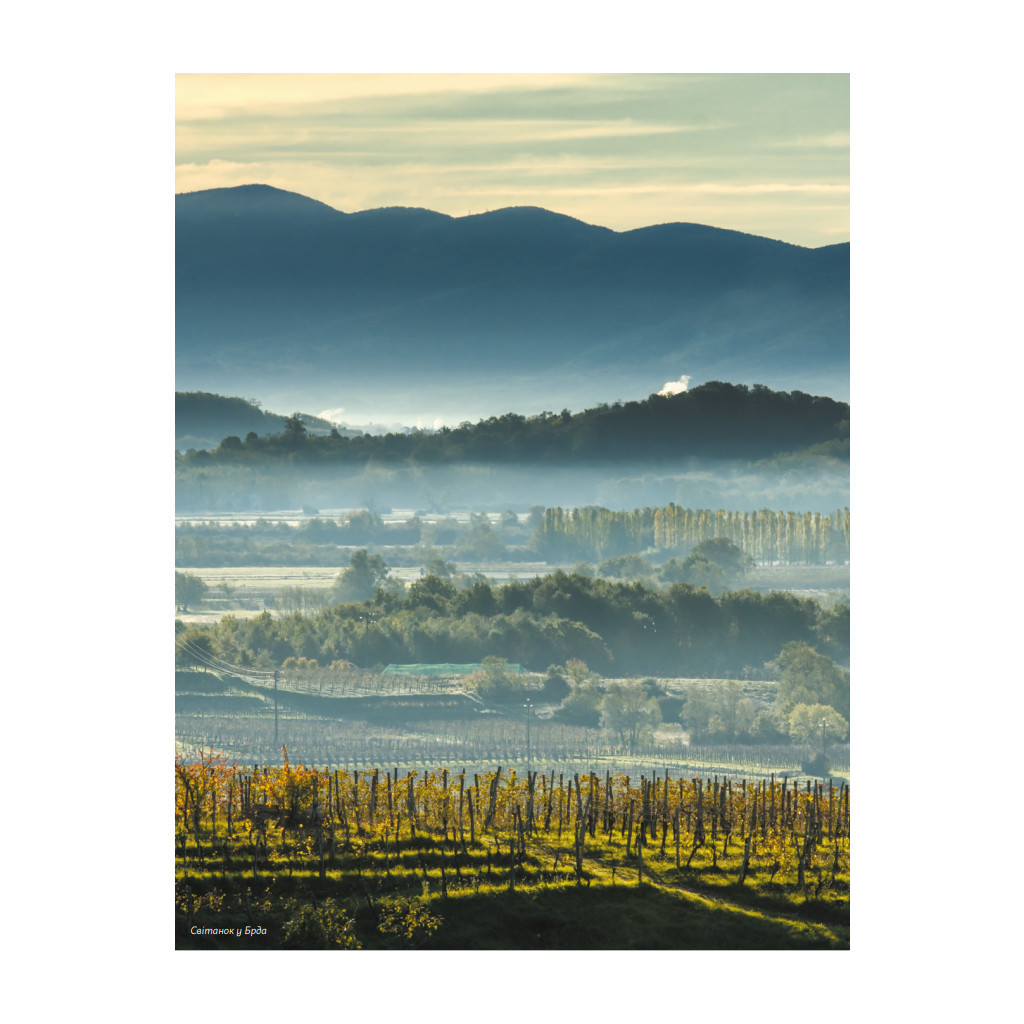 Книга Amber Revolution. Як світ закохався в оранжеве вино - Саймон Вулф, Раян Опаз Yakaboo Publishing (9786177544493) - зображення 3