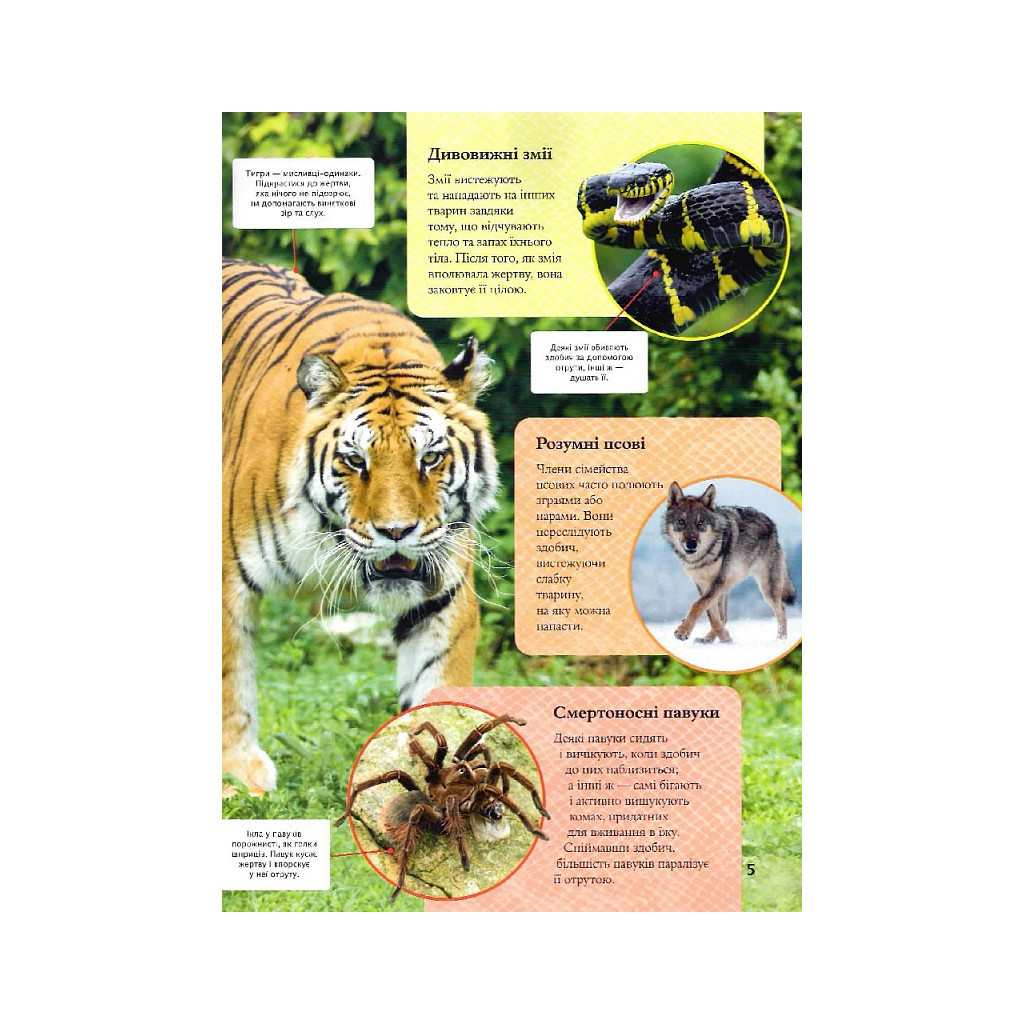 Книга Дитяча енциклопедія хижаків - Алекс Вульф, Клер Філіп Vivat (9789669828514) - зображення 5