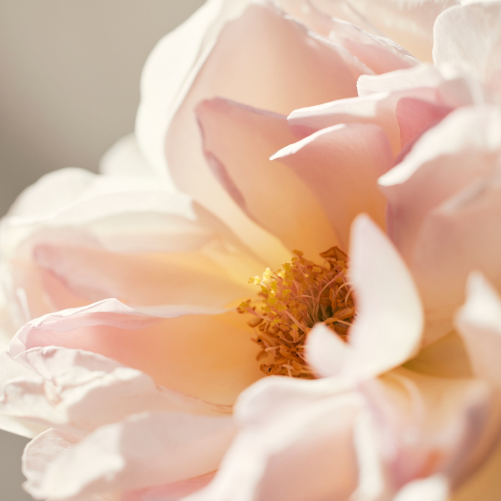 Парфумована вода Chloe L'Eau de Parfum Lumineuse 50 мл (3616303475420) - зображення 4