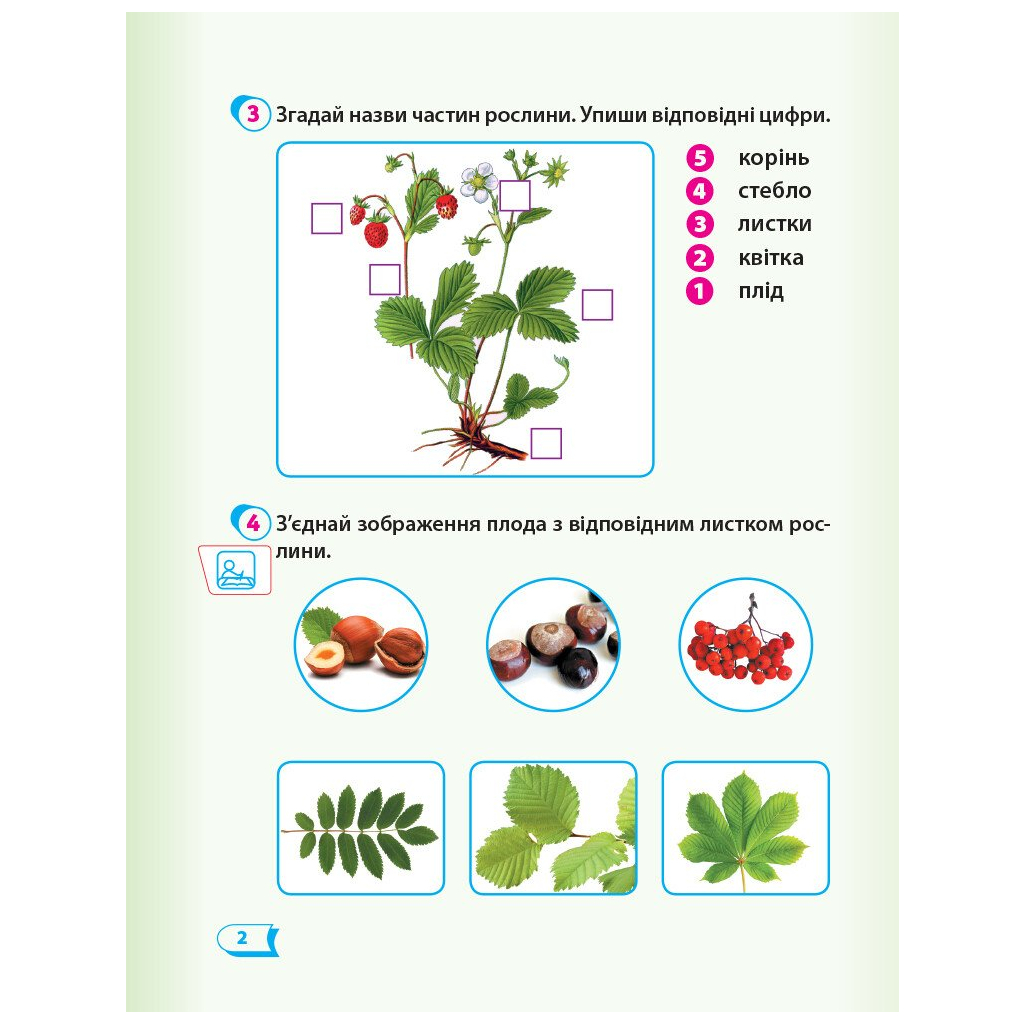 Робочий зошит НУШ Дидакта Я досліджую світ. 1 клас. До підручника "Я досліджую світ" У 2 частинах. Частина 2 Ранок (9786170954220) - зображення 3