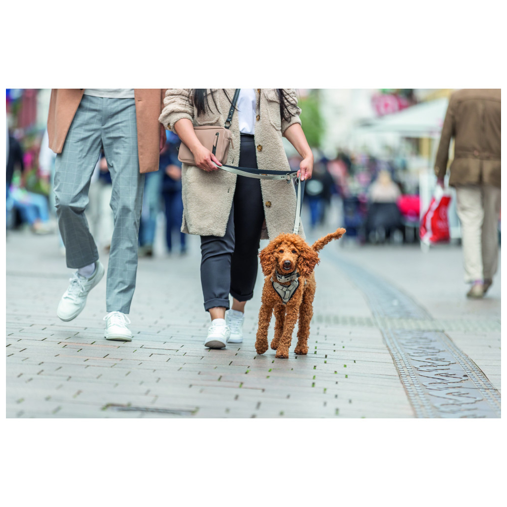 Шлея для собак Trixie CityStyle H-harness Бавовна S–M 42–60 см 15 мм Світло-сіра (4053032682627) - зображення 3