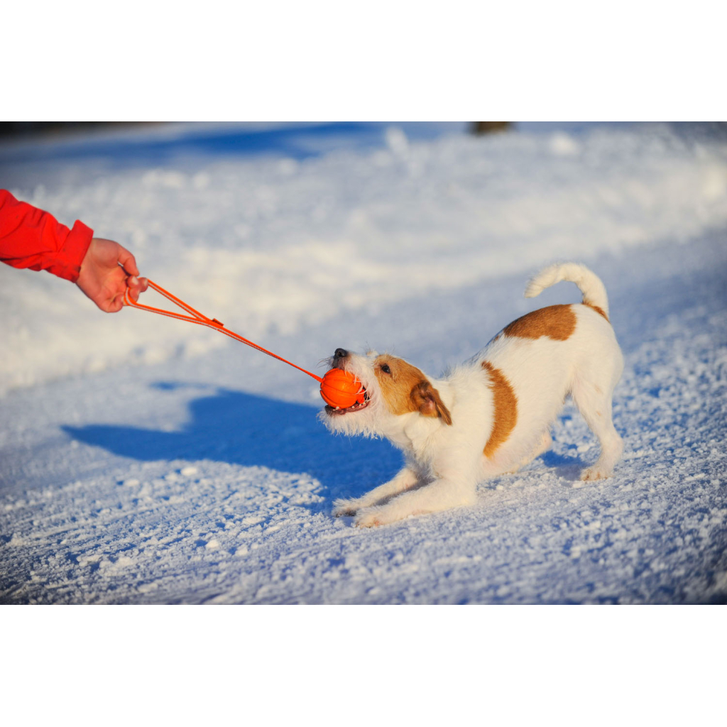 Іграшка для собак Liker Line М'ячик зі стрічкою 5 см (6286) - зображення 4